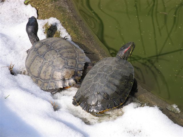 Tartaruga acquatica